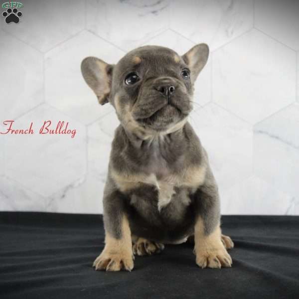 Lainey, French Bulldog Puppy